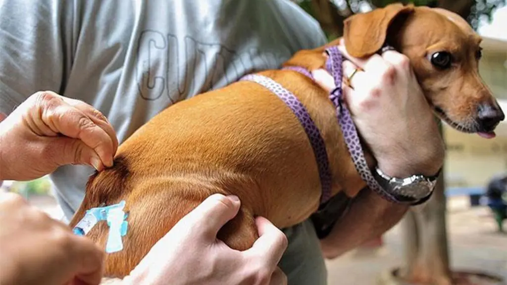 Cão sendo vacinado contra raiva