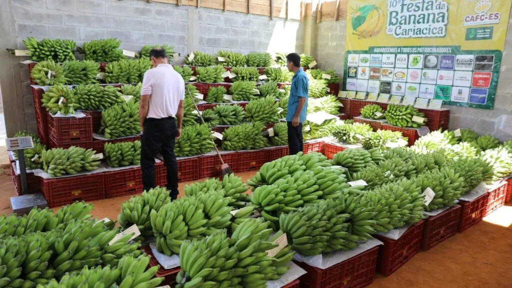 Cariacica é a maior produtora de banana orgânica do ES Cariacica é a maior produtora de banana orgânica do ES e colhe quase 6 mil toneladas em um ano