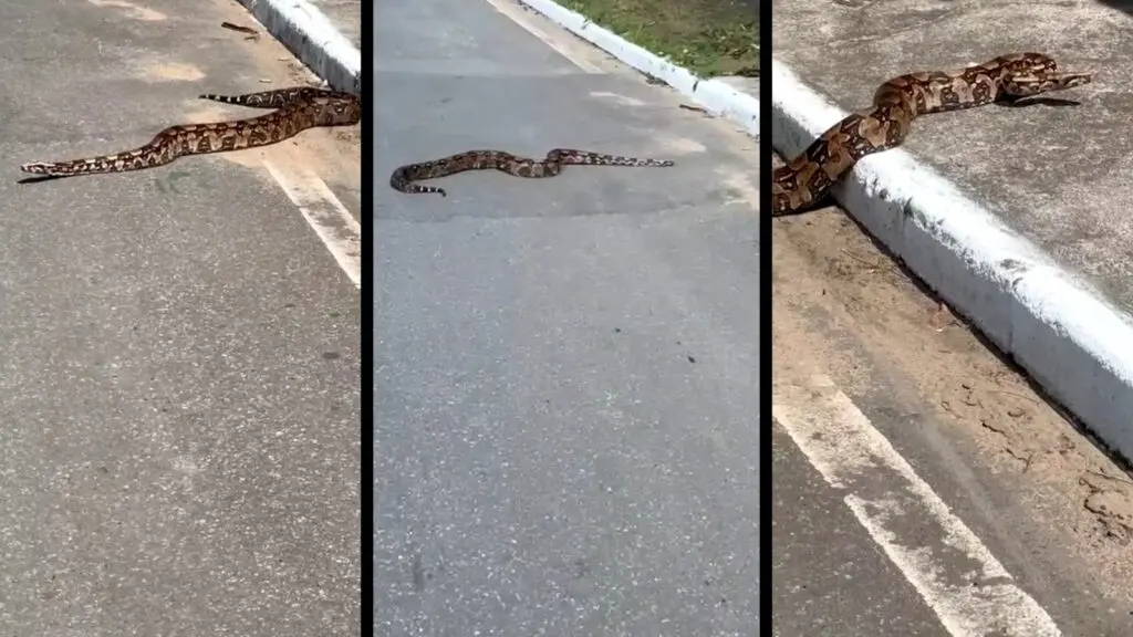 Jiboia é flagrada em rua de Manguinhos e é resgatada por moradores