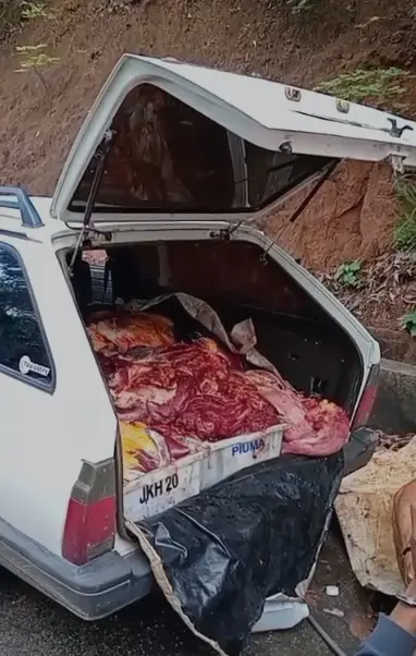 Imagem de um carro com o porta-malas aberto com caixas com 390 quilos de carnes de cavalo.