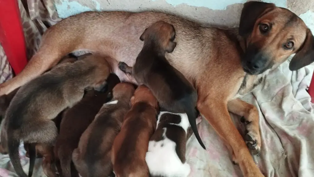 Moradora da Serra pede ajuda para encontrar lares responsáveis para filhotes de cachorro