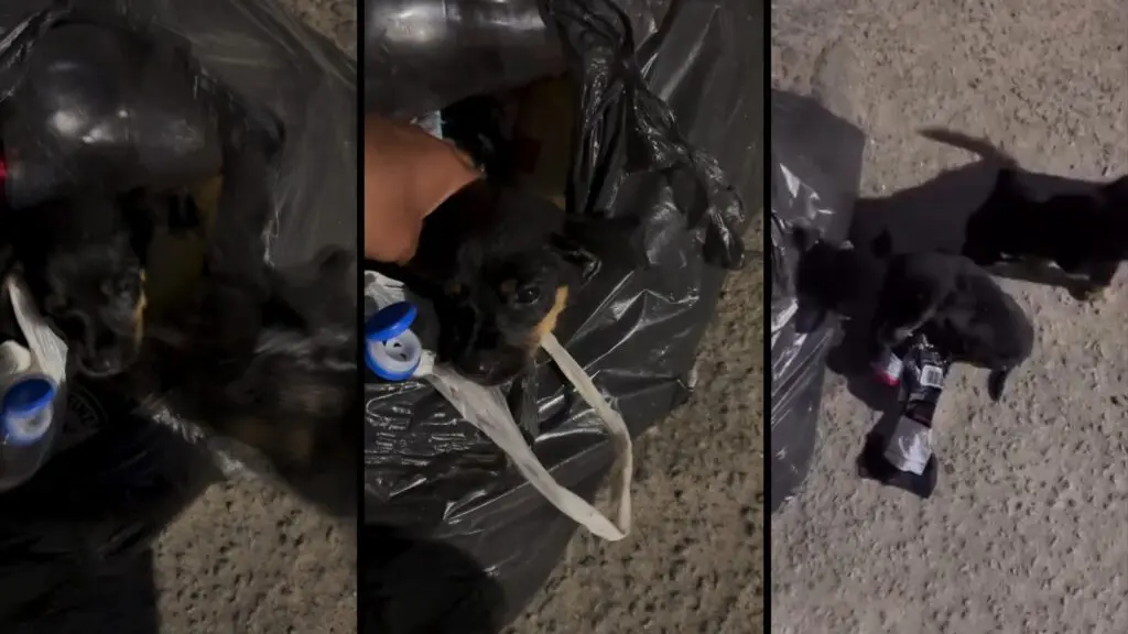 Dois filhotes de cachorro resgatados de dentro de uma sacola de lixo em Serra Dourada II, na Serra