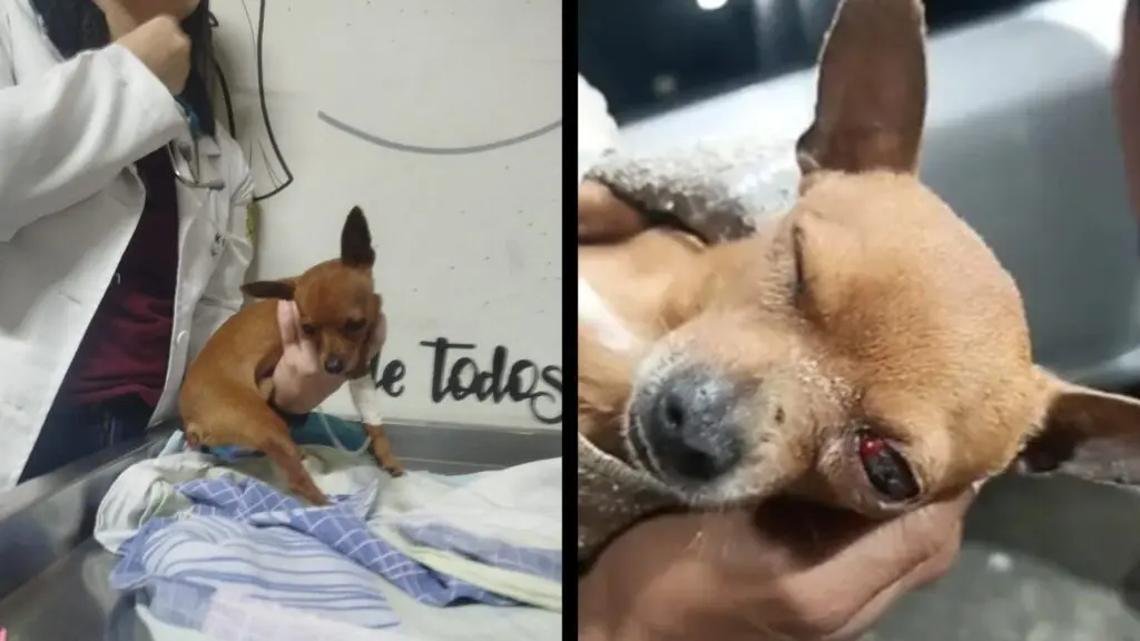 Pinscher Eros morre dias após ser atingido por pedrada na Serra