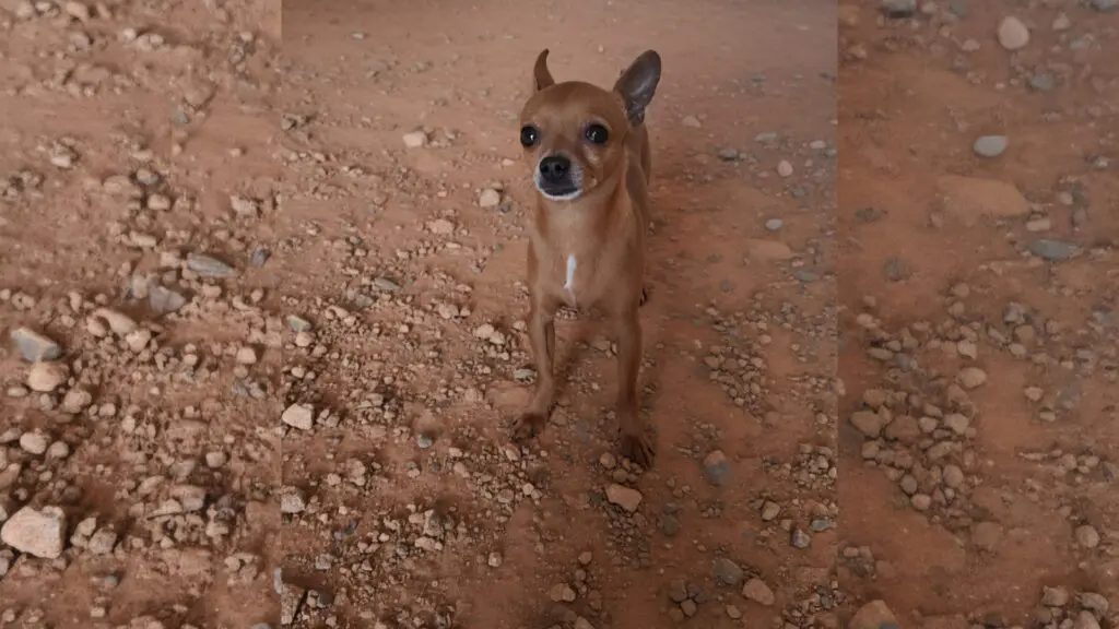 Pinscher Eros morre dias após ser atingido por pedrada na Serra