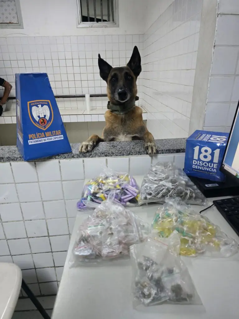 Imagem de um cão farejador da raça pastor Alemão apoiado em uma mesa com diversos sacos contendo drogas.