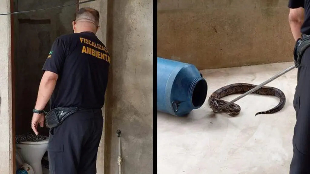 Fiscalização Ambiental da Serra resgata jiboia em residência de Divinópolis