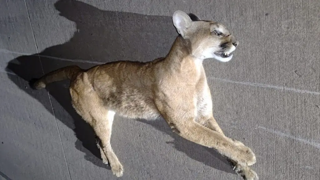 Mais uma onça é encontrada morta por atropelamento no Contorno do Mestre Álvaro Onça-parda é encontrada morta no Contorno do Mestre Álvaro; segundo caso em 3 meses