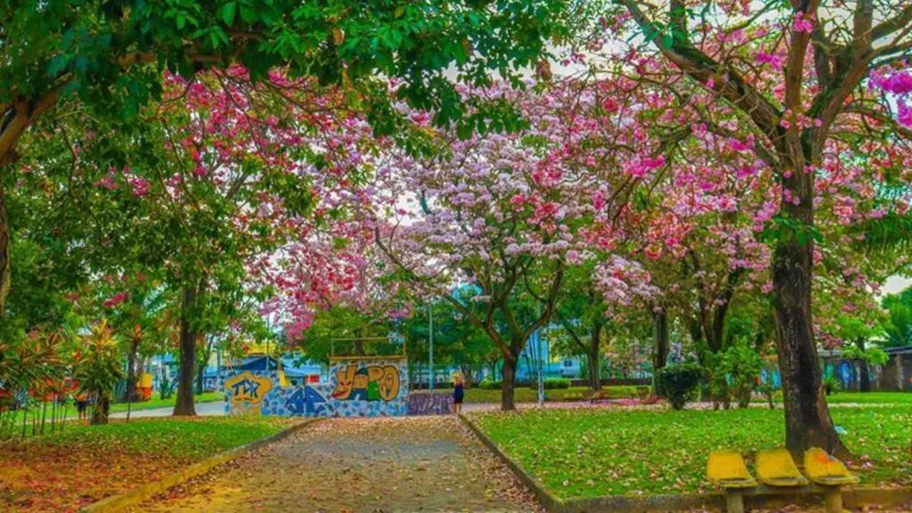 Serra dá início ao plantio de mil árvores para reduzir ilhas de calor e ampliar áreas verdes