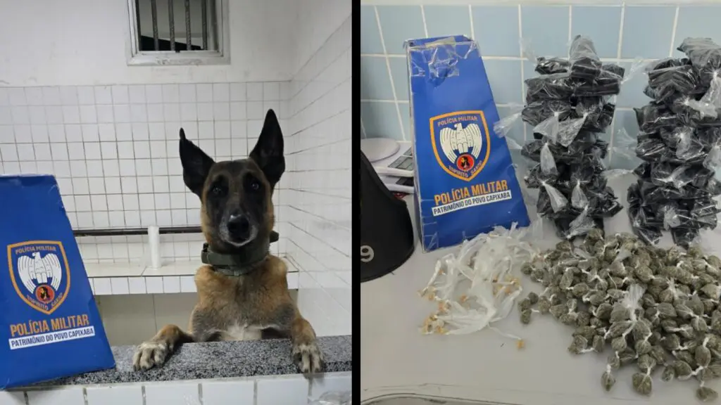Polícia Militar apreende grande quantidade de drogas escondidas em área de mata na Serra