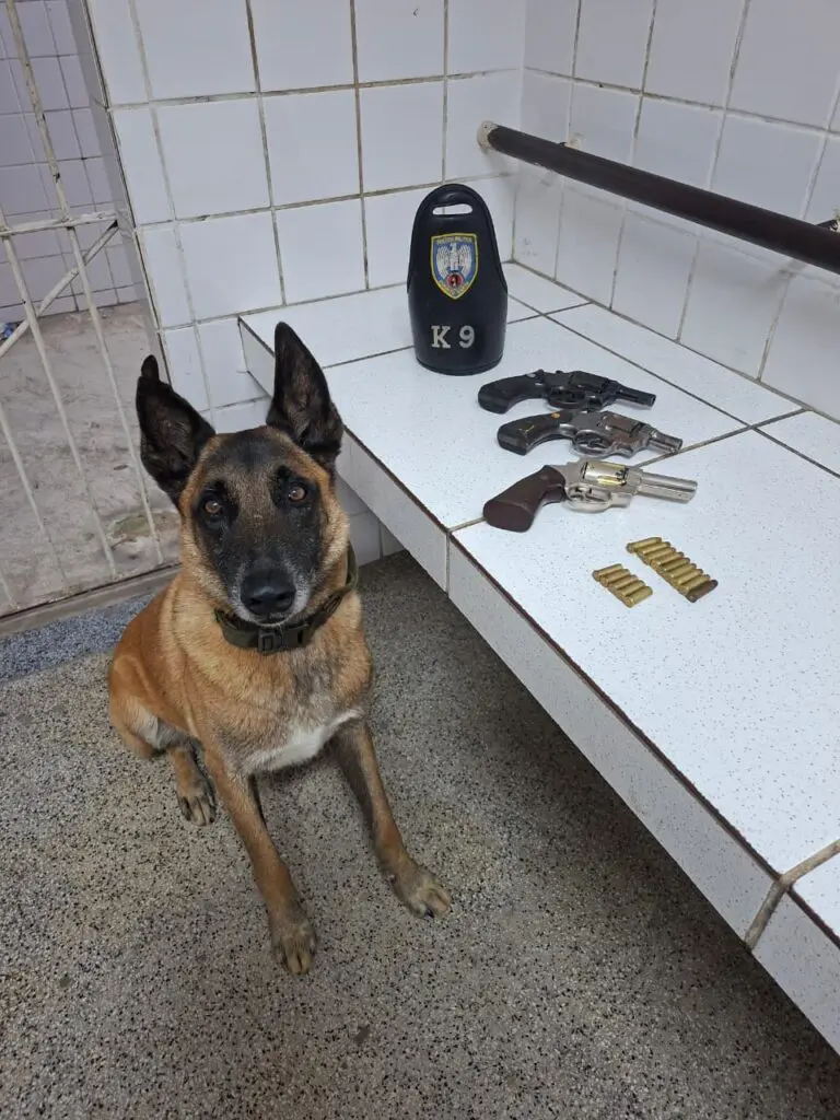 A imagem um cachorro da raça pastor Alemão ao lado de uma bancada onde está exposto três revolveres calibre .38 e algumas munições.