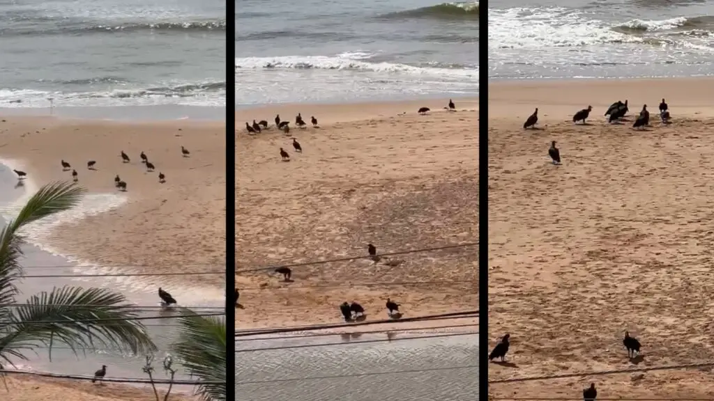 Urubus na faixa de areia da Praia de Carapebus, na Serra, após peixes mortos aparecerem na orla com rompimento da Lagoa de Carapebus.