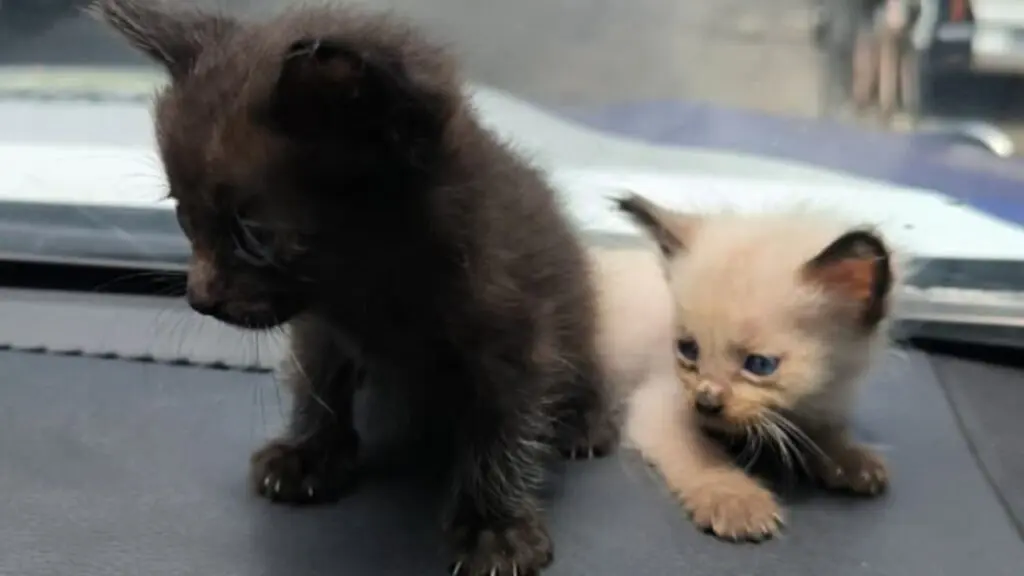 Guarda da Serra resgata dois filhotes de gato na Serra