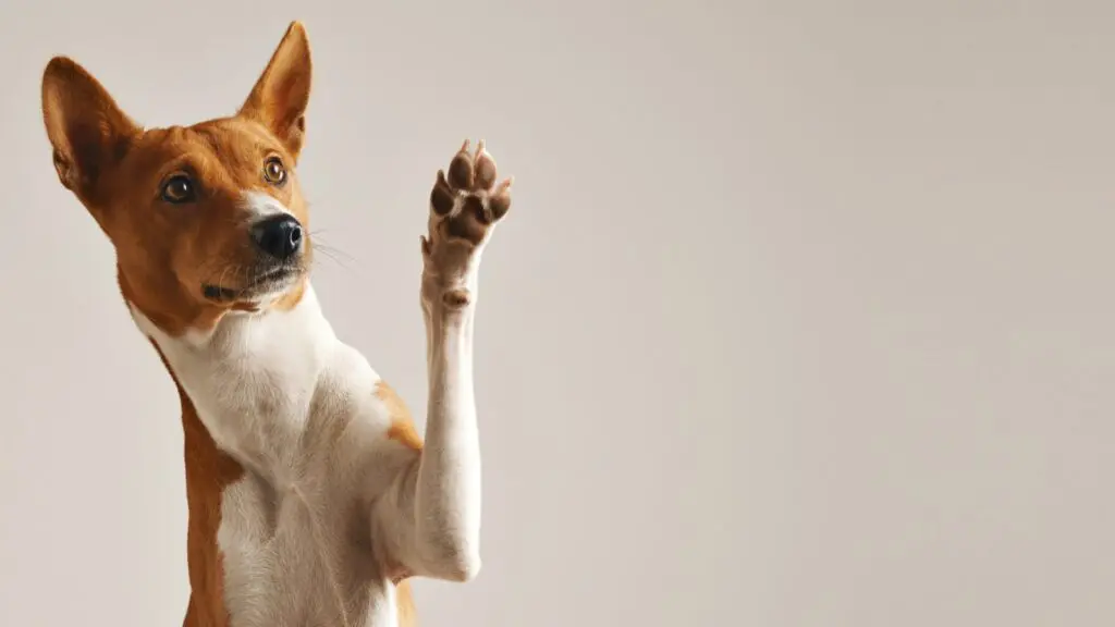 Programa Pet Vida chega a Cariacica com 1.270 castrações gratuitas Programa Pet Vida chega a Cariacica com 1.270 castrações gratuitas