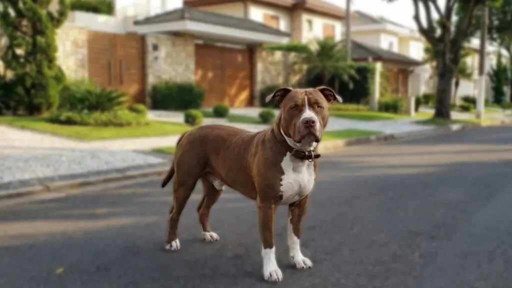 Tutor de pitbull é condenado após ataque a shih tzu na Serra