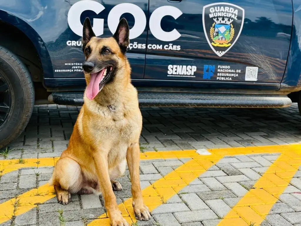 Imagem de um cão da raça Pastor Alemão parado ao lado de uma viatura.