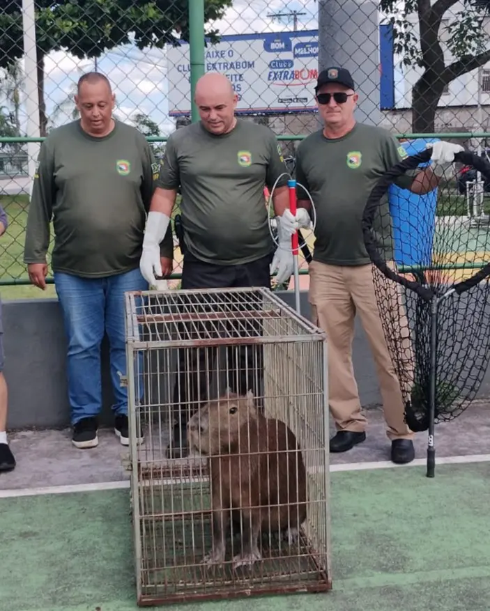Imagem de uma capivara sendo capturada em uma gaiola.