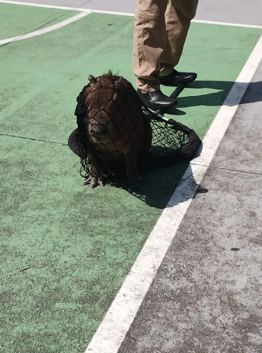 Imagem de uma capivara sendo capturada em uma rede.
