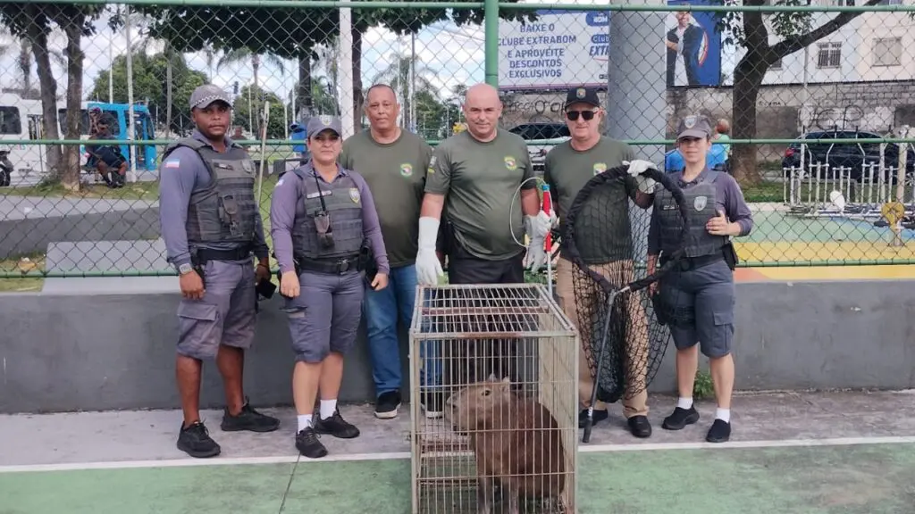 Fiscalização e Polícia Militar resgatam capivara em bairro da Serra