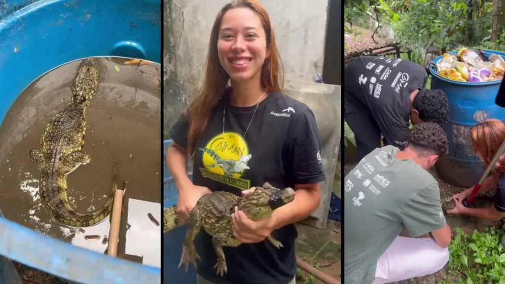 Vídeo: morador da Serra ajuda a resgatar jacaré em Jardim Bela Vista Caixa d’água da Lacoste: morador resgata jacaré com apoio do Projeto Caiman