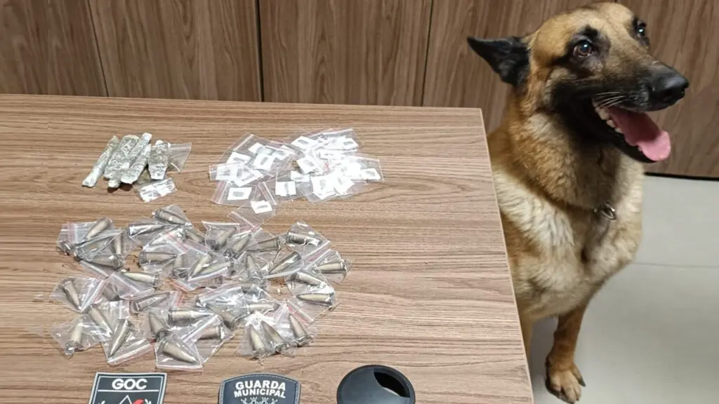 Cão da Guarda de Cariacica localiza drogas escondidas após denúncia Agentes da Guarda usam cão e descobrem esconderijo de drogas em Cariacica
