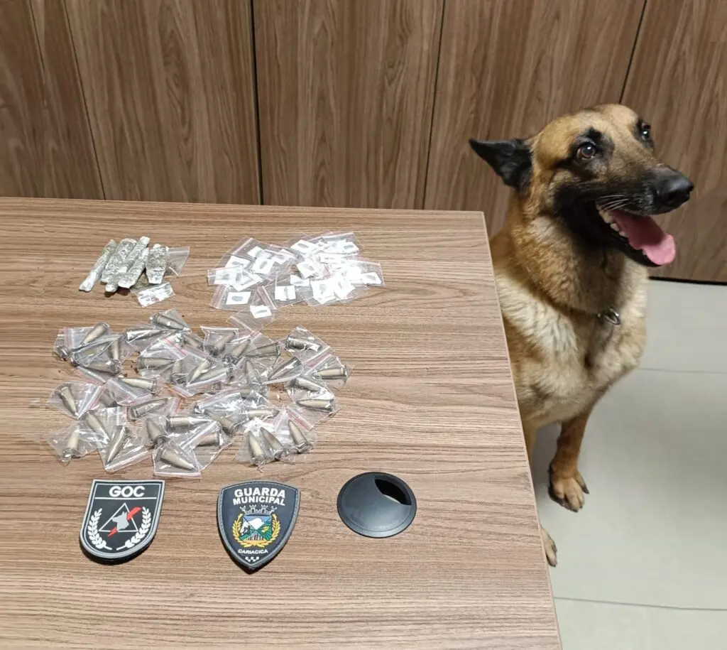 Imagem de um cão da raça pastor alemão parado ao lado de uma mesa, com 42 pinos de cocaína, 27 unidades de haxixe e sete buchas de maconha.