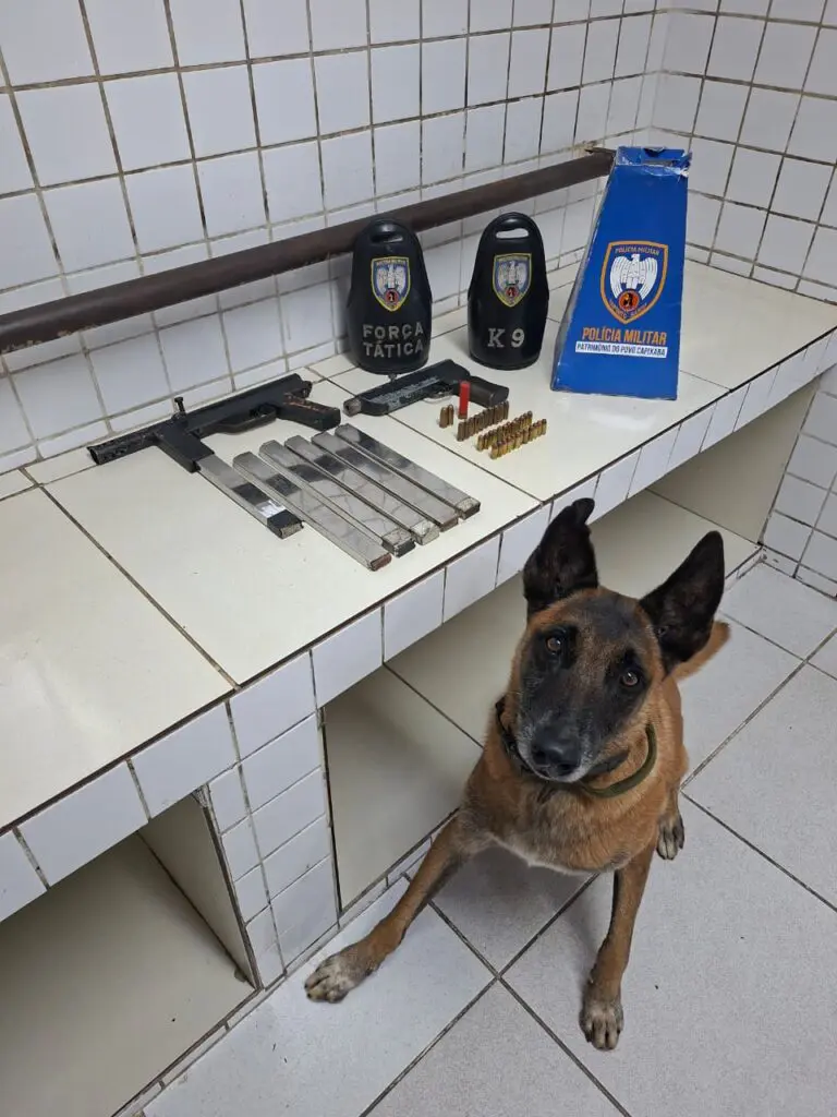Um cão da raça pastor alemão, ao lado de uma bancada, com uma metralhadora carregada, uma pistola, além de cinco carregadores de metralhadora e diversas munições.