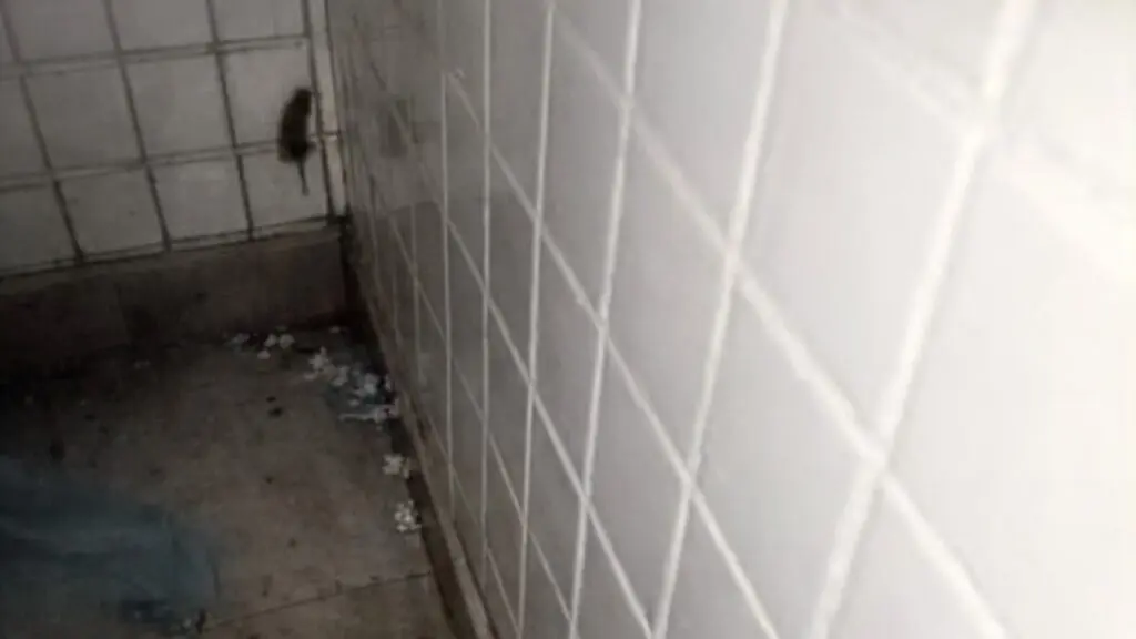 Vídeo: rato é flagrado circulando dentro de UPA da Serra Pacientes registram rato na sala de espera da UPA de Carapina e questionam higiene da unidade
