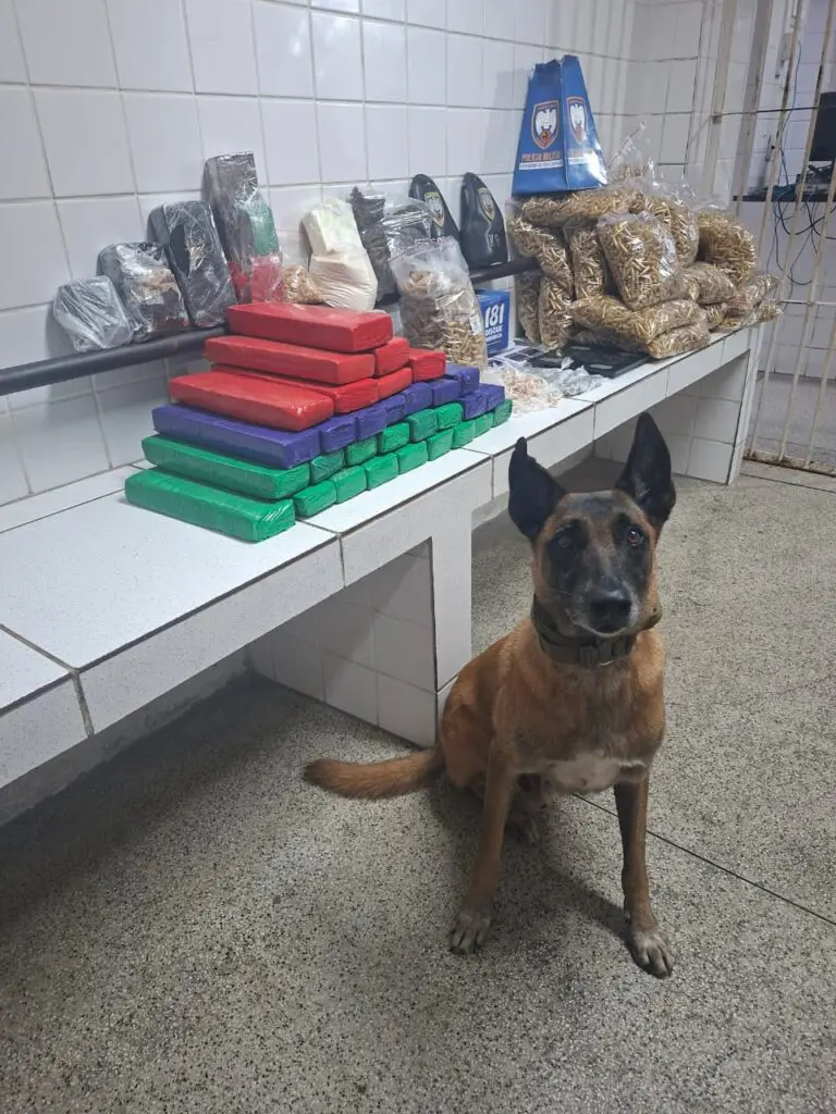 Imagem de um cachorro da raça pastor alemão ao lado de 32 tabletes de maconha, totalizando cerca de 30 quilos, além de 1.470 pinos de cocaína. Também foram encontradas 455 pedras de crack, 98 buchas de maconha, uma porção de maconha com cerca de 690 gramas, uma porção de haxixe, um tablete de cocaína, uma porção de cocaína, uma porção de crack, além de dois tabletes de crack, quatro balanças de precisão e milhares de pinos vazios.