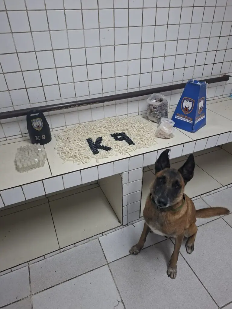 Imagem de uma sala com diversas drogas apreendidas sobre uma bancada: 310 buchas de maconha, 1.375 pinos de cocaína, 66 unidades de haxixe, 195 pedras de crack, além de 70 frascos de loló e, do lado da bancada, um cão farejador da raça pastor alemão.