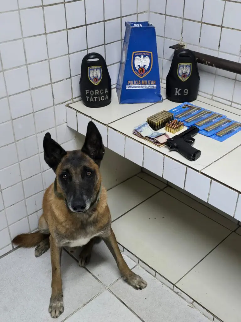 Um cão da raça pastor alemão ao lado de uma bancada onde estão expostas uma arma e munições encontradas na casa de um casal.