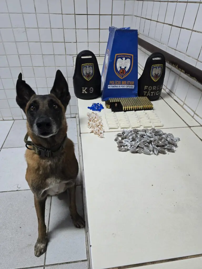 Imagem de um cachorro da raça pastor-alemão, parado ao lado de uma bancada onde estão expostas munições e drogas.