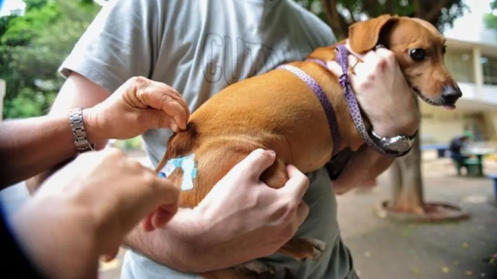 Campanha gratuita de vacinação para cães e gatos começou pela área rural da Serra