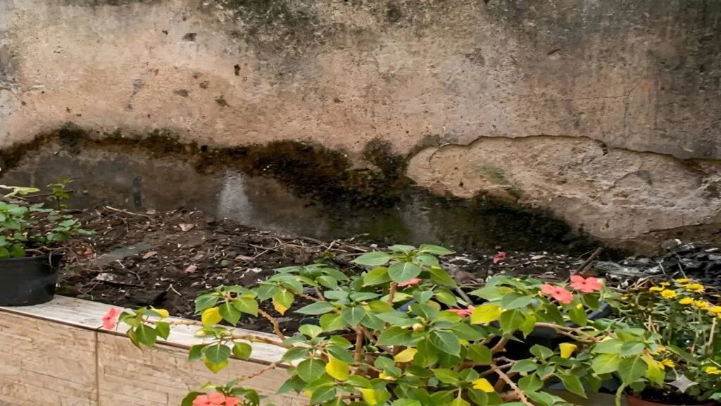 Homem matou irmã e enterrou o corpo no quintal após briga por causa de planta na Serra Local na residência em Serra Dourada I onde o corpo da manicure foi localizado pela mãe.