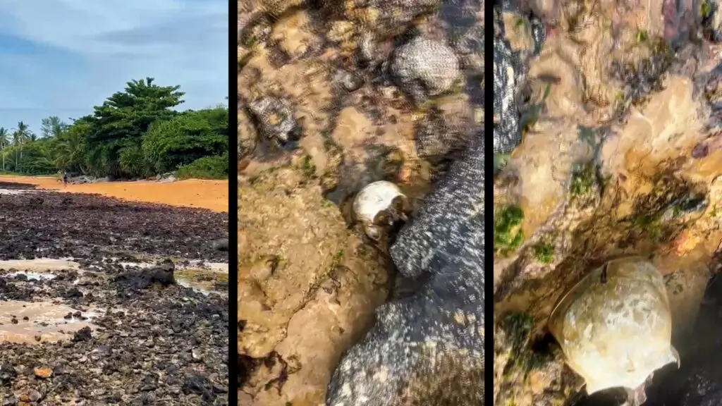 Crânio humano é encontrado por mergulhador em praia de Jacaraípe Crânio humano em faixa de pedras na praia de Costa Bela, em Jacaraípe, na Serra.