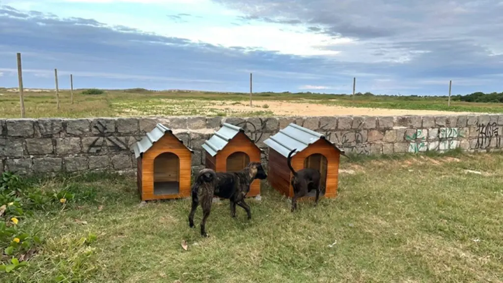 Serra começa instalação de casinhas para cães comunitários em espaços públicos Serra instala casinhas para proteger cães comunitários