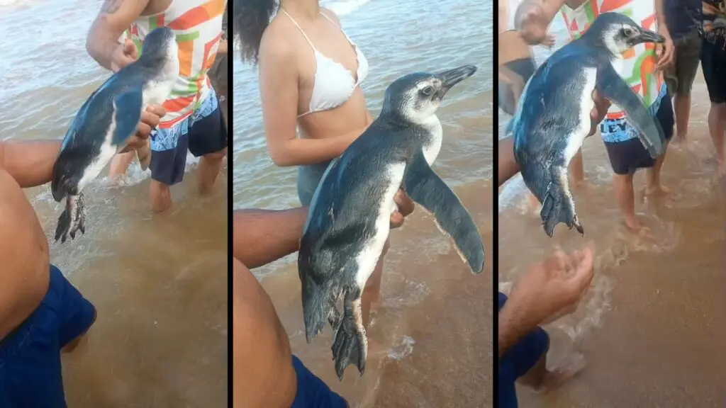 Vídeo: banhistas encontram pinguim sozinho na Praia de Carapebus Aparição de pinguins na Serra é comum durante as temporadas de outono e inverno.