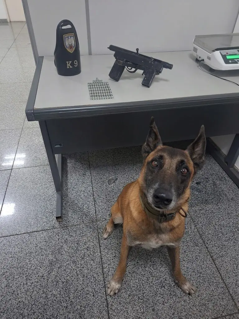 Foto de uma apreensão feita pela Polícia Militar: em uma sala, um cachorro pastor-alemão, parado em frente a uma mesa onde está uma metralhadora de fabricação caseira e 66 munições calibre 9mm.