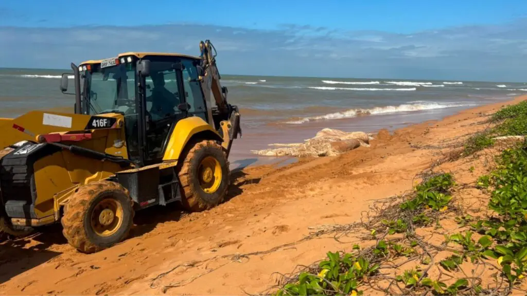 Baleia jubarte é encontrada morta em na areia da praia de Jacaraípe