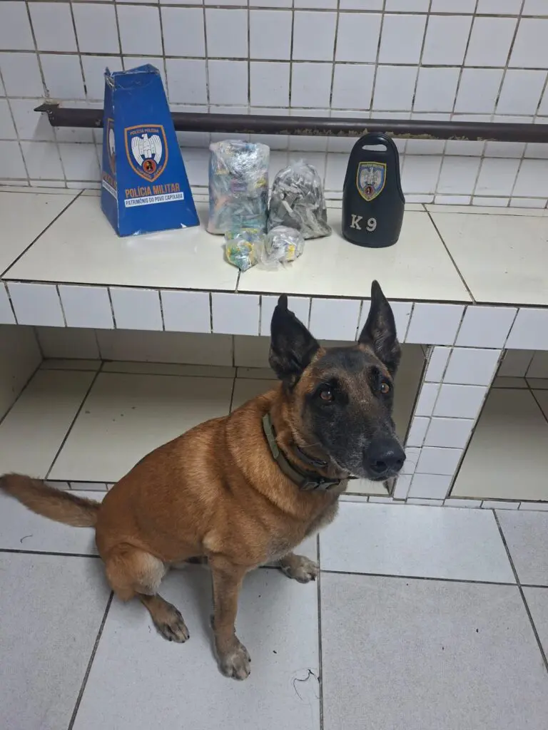 Em uma sala sobre uma bancada 4 sacos contendo drogas, e proximo aos materiais sentado um cachorro da raça pastot-alemão.