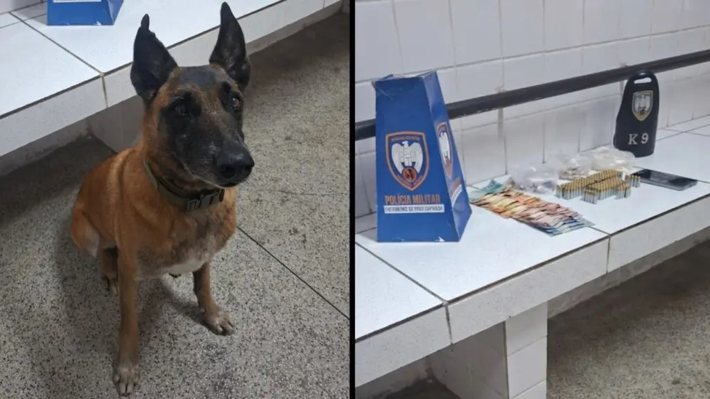Equipe K9 captura sujeito vacilando na pista lotado de drogas na Serra Na noite do último sábado (27), uma equipe K9 do 6º Batalhão da Polícia Militar (PMES) deteve um homem de 27 anos e apreendeu uma grande quantidade de drogas durante uma ação no bairro Jardim Limoeiro, na Serra. O suspeito foi localizado após uma testemunha relatar que o flagrou vendendo entorpecentes a usuários de drogas. De acordo com os militares que atenderam à ocorrência, durante patrulhamento pela região, a equipe recebeu informações por meio de uma denúncia anônima. O denunciante afirmou ter presenciado uma movimentação semelhante à venda de drogas em um terreno localizado próximo a uma torre de telefonia. Ainda segundo o relato da testemunha, ela viu um indivíduo sair do local carregando um estojo branco e entregar drogas a pessoas que se aproximavam após efetuarem o pagamento. Dica quente Em seguida, a equipe foi até a Rua Rio de Janeiro para verificar a denúncia. Ao se aproximarem do terreno indicado, os militares ouviram pessoas alertando sobre a presença da polícia. Na sequência, os policiais visualizaram um homem com as mesmas características informadas pelo denunciante saindo do local com um estojo branco. Durante a tentativa de abordagem, o suspeito teria arremessado o objeto contra um dos militares e fugido. Após uma perseguição pelas ruas do bairro, ele foi localizado dentro de uma lanchonete na Rua São Paulo. Durante a revista pessoal, os policiais encontraram R$ 430 em dinheiro, em notas trocadas, além de um aparelho celular que, segundo a PM, recebia mensagens alertando sobre a presença da equipe na região. Apollo na área Após a abordagem, os militares retornaram ao terreno indicado e utilizaram o cão farejador Apollo, especializado na identificação de drogas e armas de fogo. Durante as buscas, Apollo indicou a presença de materiais em dois pontos diferentes do local. Os policiais militares encontraram um estojo branco contendo drogas e, posteriormente, uma sacola enterrada com munições. Ao todo, foram apreendidas 166 munições de calibre 9 mm, 230 pedras de crack, 89 pinos de cocaína, 26 buchas de maconha e R$ 430 em espécie. Apollo ao lado dos materiais apreendidos. (Divulgação: PMES) Por fim, os militares encaminharam o sujeito e todo o material apreendido à Delegacia Regional da Serra, onde a ocorrência foi registrada e apresentada ao delegado de plantão para as medidas cabíveis.