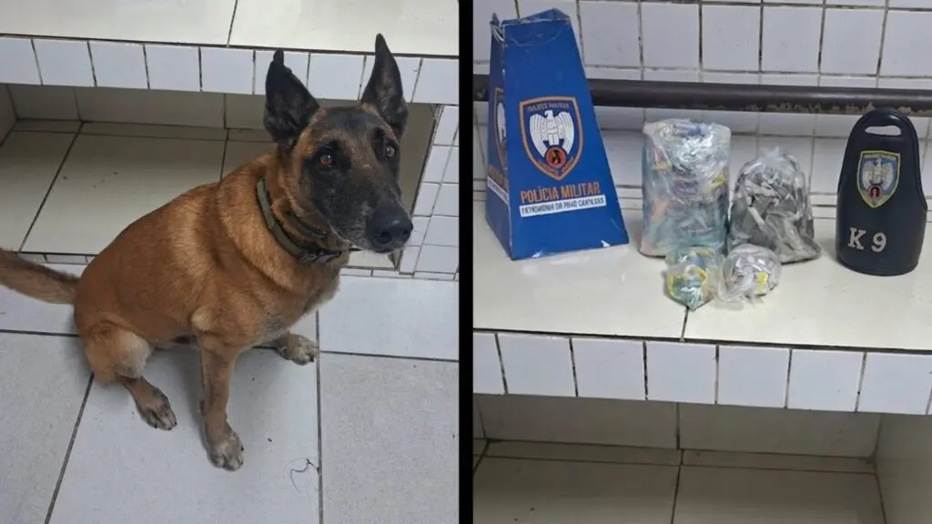 Polícia Militar encontra drogas enterradas em área de mata na Serra