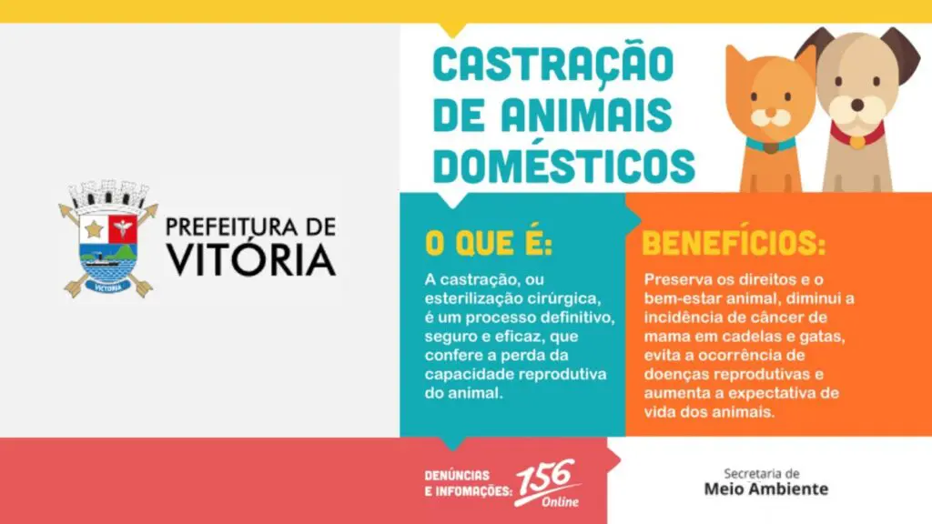 Vitória libera mil guias impressas para castração de cães e gatos Prefeitura de Vitória amplia castração de cães e gatos e entrega guias para moradores da capital