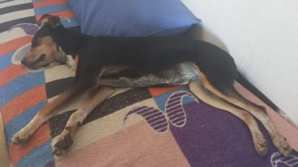 Feira de adoção ajuda cães resgatados a ganhar novos lares na Serra Feira de adoção ajuda cães resgatados a ganhar novos lares na Serra