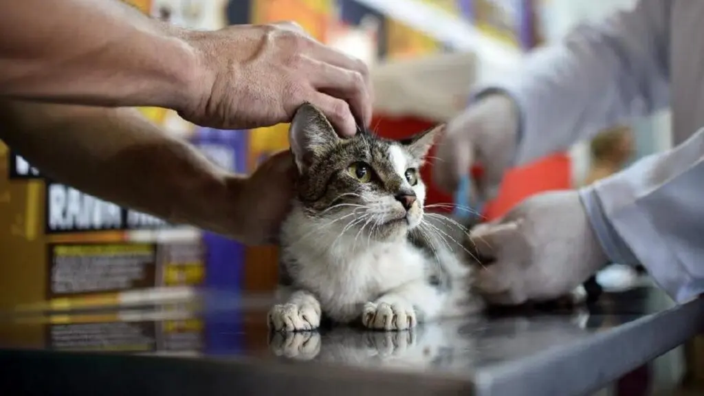 Serra anuncia vacinação gratuita para cães e gatos; veja quando começa