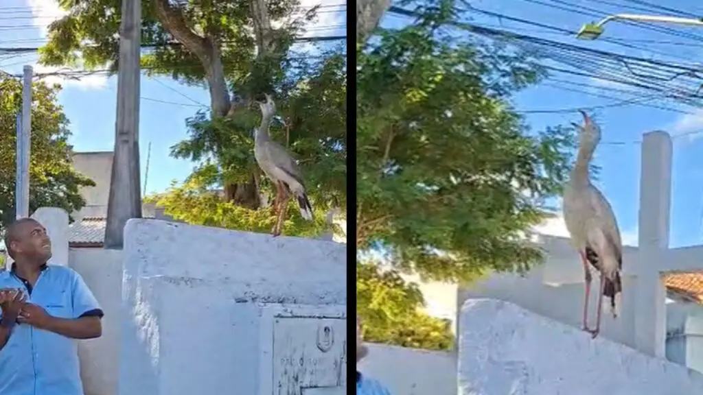 Seriema 'cantora' quebra o silêncio e vira atração no Cemitério de São Domingos, na Serra
