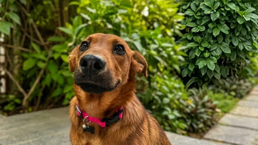 Família se emociona e adota cadela de três patas durante feira na Serra