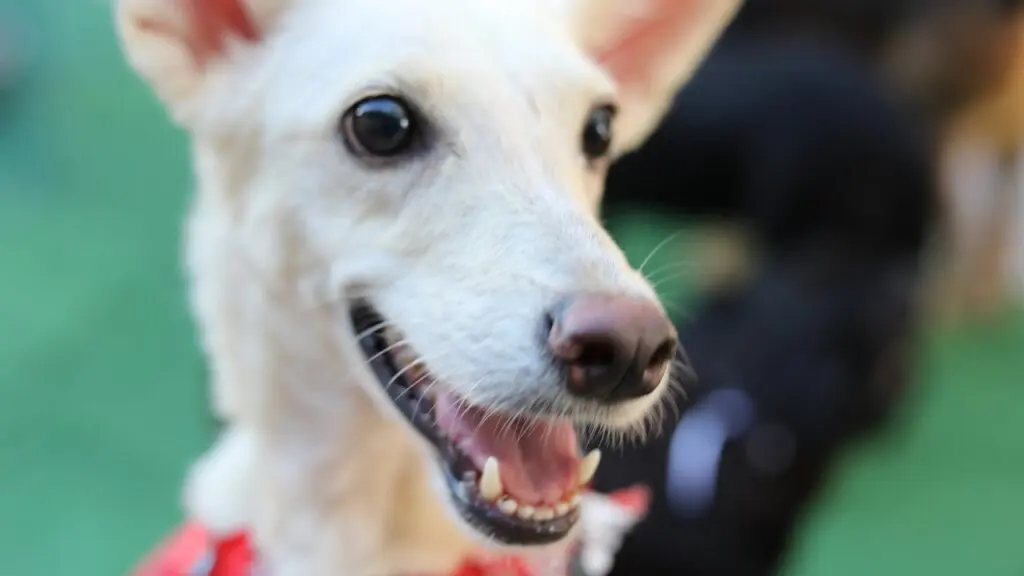 Feira de adoção terá cãodrilha e concurso pet em Cariacica Feira de adoção terá cãodrilha, concurso pet e 30 animais em Cariacica