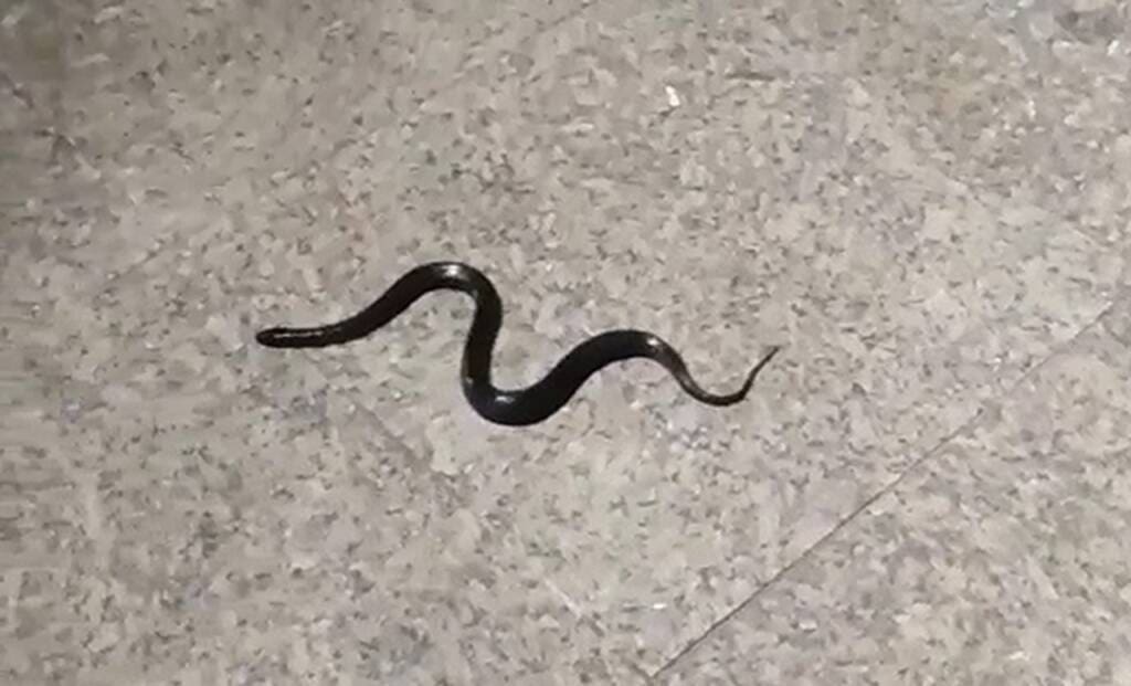 Cobras passeando pelo calçadão em praia da Serra