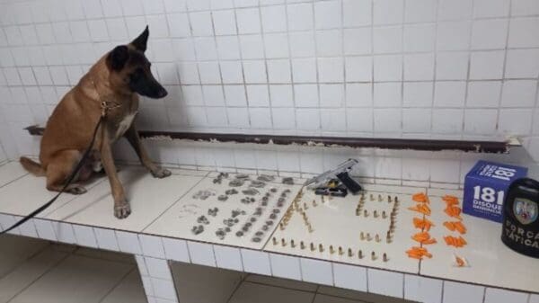 Cão farejador da PM encontra armas e drogas escondidas no bairro Central Carapina