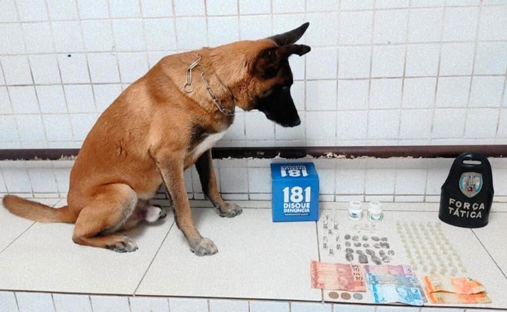 Super Apollo K9 arrocha biqueira após denúncia-anônima no bairro Maringá